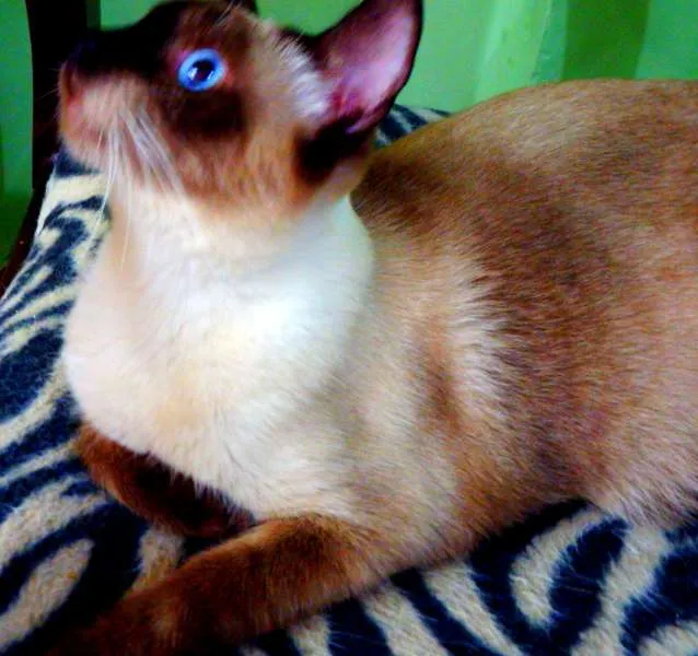 Gato ra a Siamês idade 1 ano nome Jack sparrow 