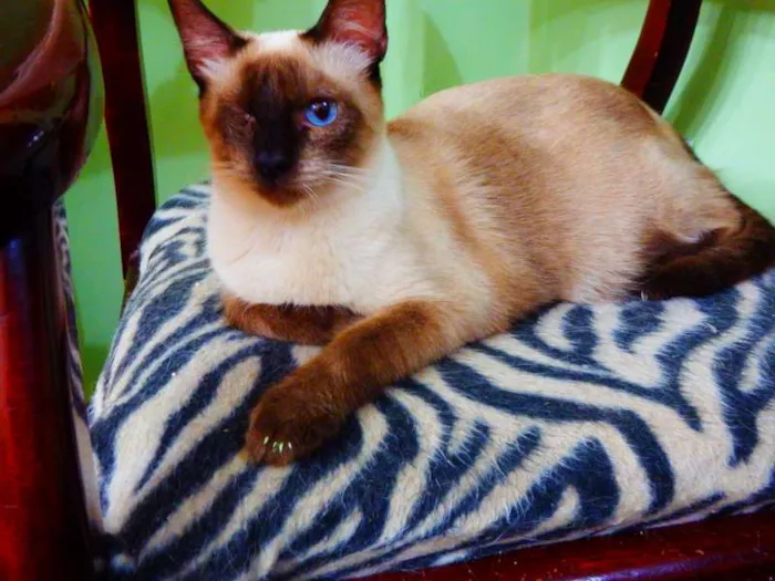 Gato ra a Siamês idade 1 ano nome Jack sparrow 