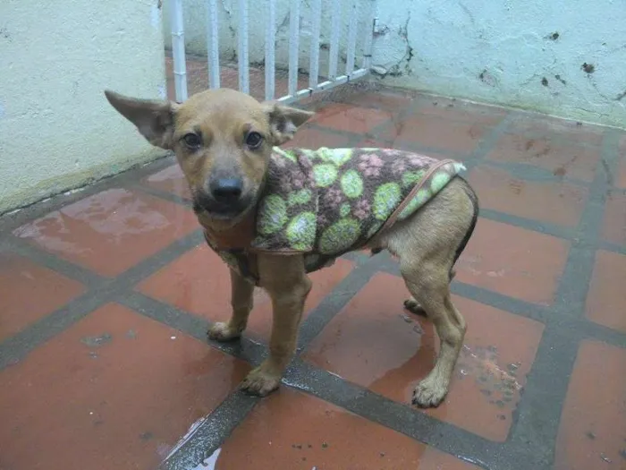 Cachorro ra a SRD idade 2 a 6 meses nome Big 