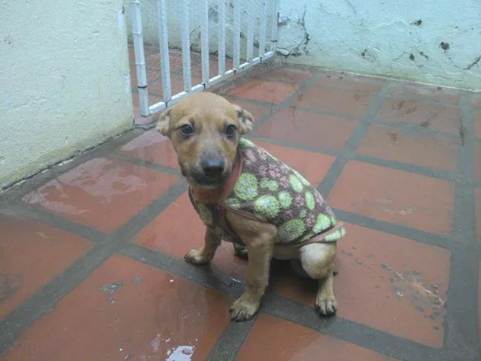 Cachorro ra a SRD idade 2 a 6 meses nome Big 
