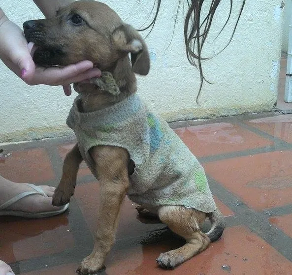Cachorro ra a SRD idade 2 a 6 meses nome Big