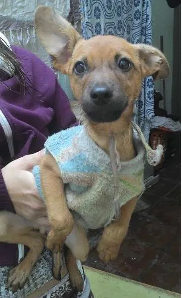 Cachorro ra a SRD idade 2 a 6 meses nome Big