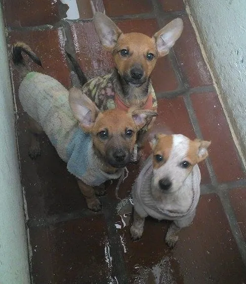 Cachorro ra a SRD idade 2 a 6 meses nome White