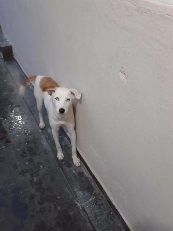 Cachorro ra a SRD idade 7 a 11 meses nome Flore