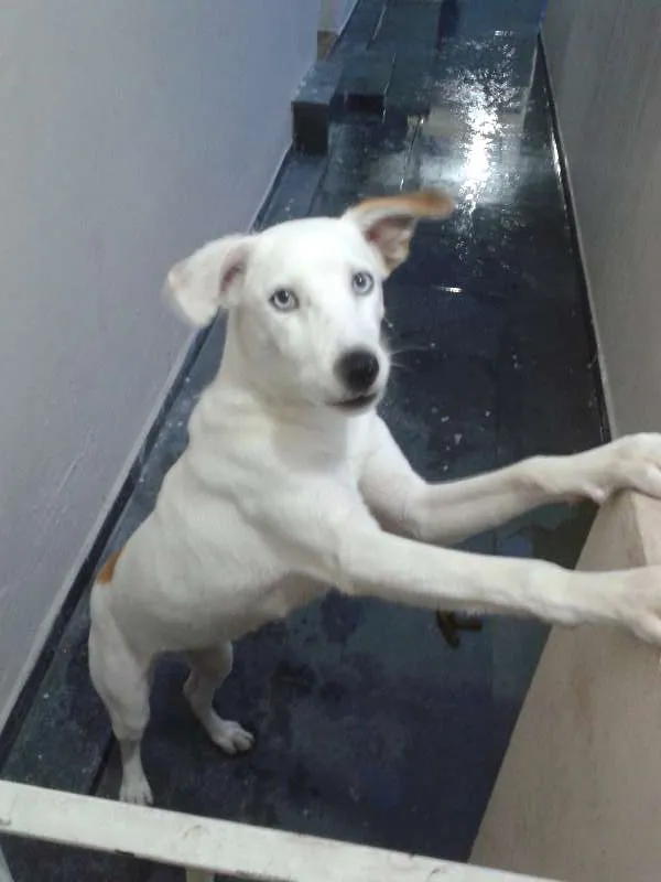 Cachorro ra a SRD idade 7 a 11 meses nome Flore