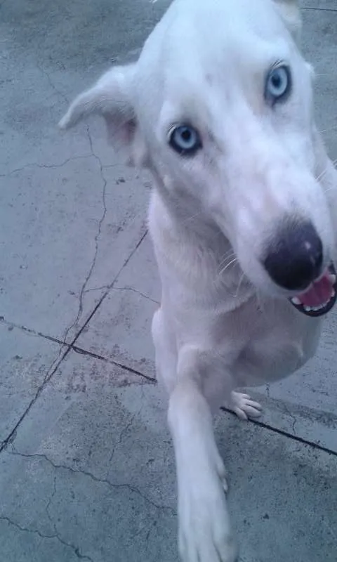Cachorro ra a SRD idade 7 a 11 meses nome Flore