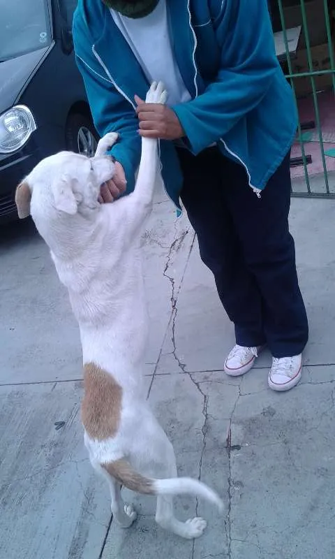 Cachorro ra a SRD idade 7 a 11 meses nome Flore