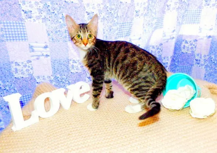 Gato ra a SRD idade 7 a 11 meses nome Marley