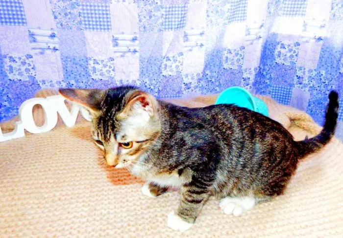 Gato ra a SRD idade 7 a 11 meses nome Marley