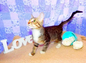 Gato raça SRD idade 7 a 11 meses nome Marley