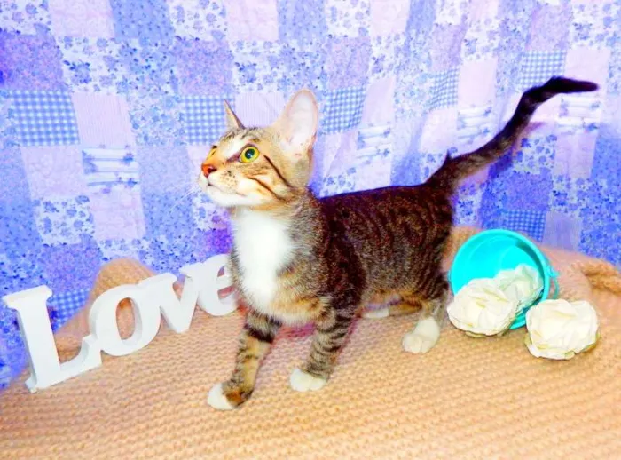 Gato ra a SRD idade 7 a 11 meses nome Marley
