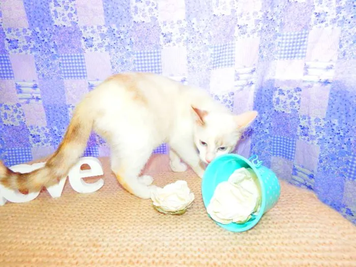 Gato ra a SRD idade 1 ano nome Bella