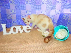 Gato raça SRD idade 1 ano nome Bella