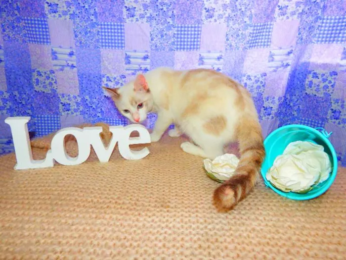 Gato ra a SRD idade 1 ano nome Bella