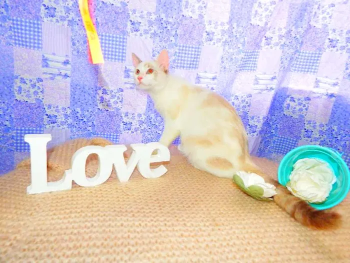 Gato ra a SRD idade 1 ano nome Bella