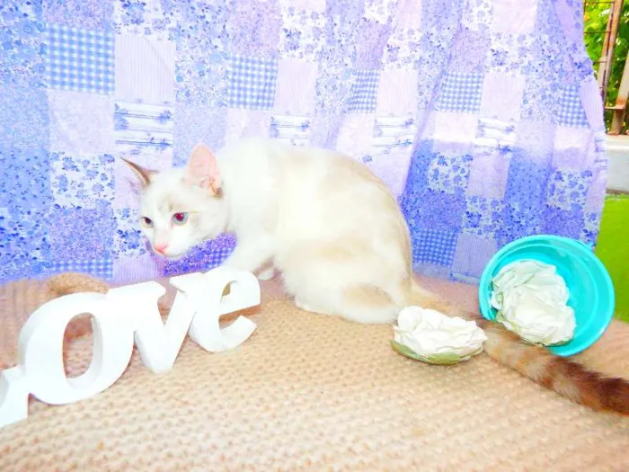 Gato ra a SRD idade 1 ano nome Bella