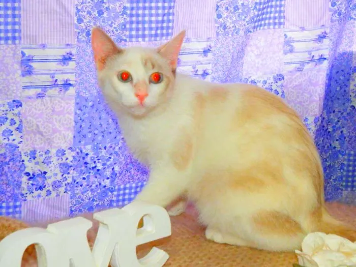 Gato ra a SRD idade 1 ano nome Bella