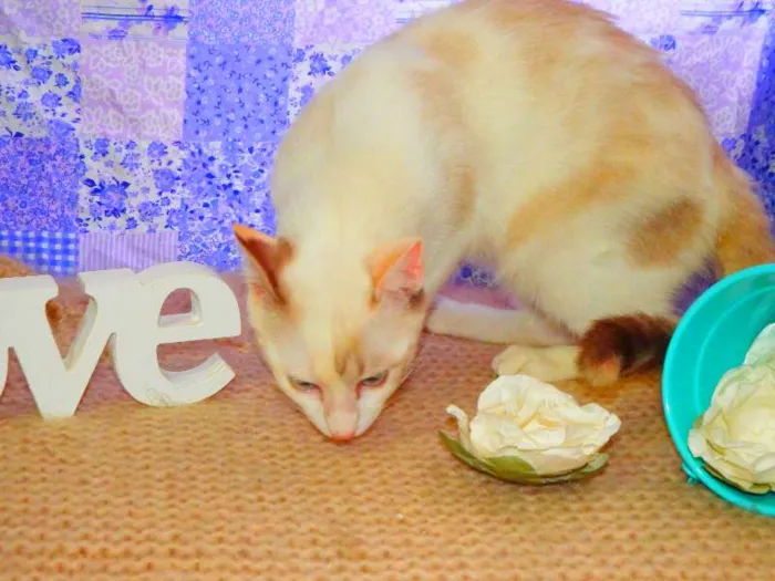 Gato ra a SRD idade 1 ano nome Bella