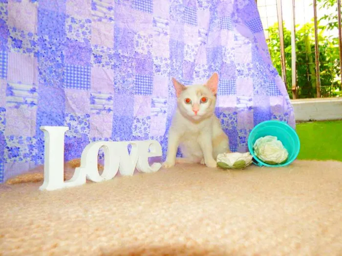 Gato ra a SRD idade 1 ano nome Bella