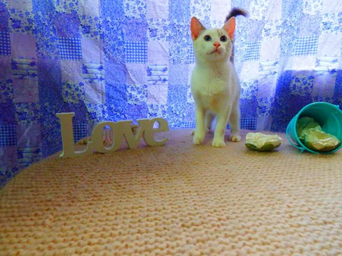 Gato ra a SRD idade 1 ano nome Bella