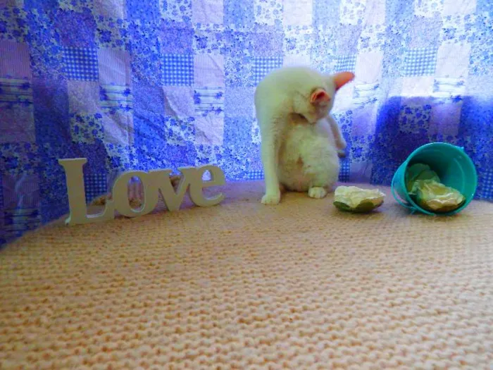 Gato ra a SRD idade 1 ano nome Bella