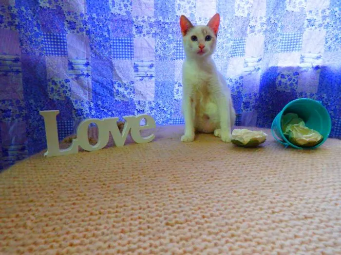 Gato ra a SRD idade 1 ano nome Bella