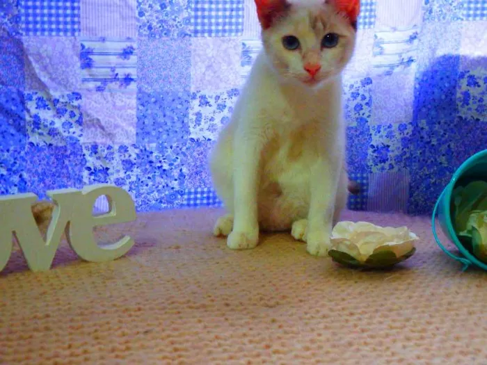 Gato ra a SRD idade 1 ano nome Bella