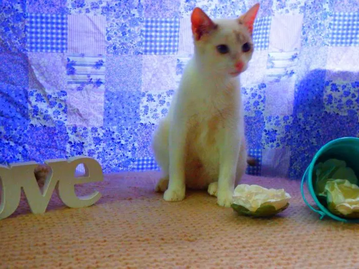 Gato ra a SRD idade 1 ano nome Bella