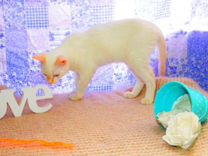 Gato ra a Siamês yellow point idade 1 ano nome Ariel