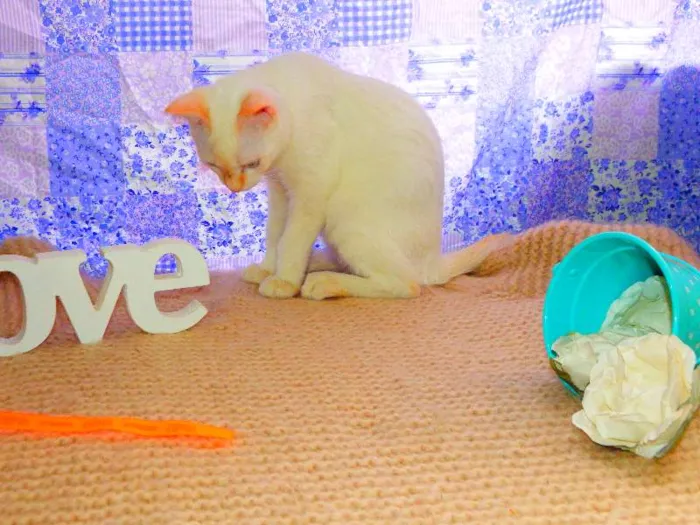 Gato ra a Siamês yellow point idade 1 ano nome Ariel