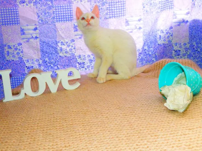 Gato ra a Siamês yellow point idade 1 ano nome Ariel