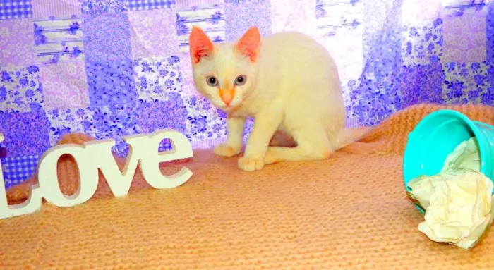 Gato ra a Siamês yellow point idade 1 ano nome Ariel