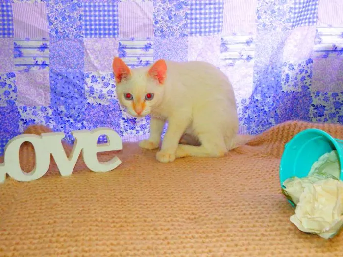 Gato ra a Siamês yellow point idade 1 ano nome Ariel
