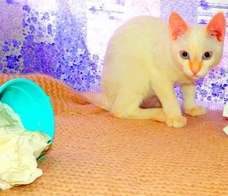 Gato ra a Siamês yellow point idade 1 ano nome Ariel