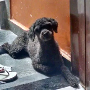 Cachorro raça SRD idade 6 ou mais anos nome Bellynha