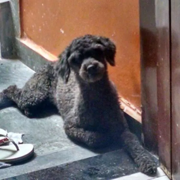 Cachorro ra a SRD idade 6 ou mais anos nome Bellynha