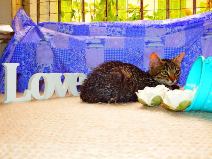Gato ra a SRD idade 7 a 11 meses nome Jasmim