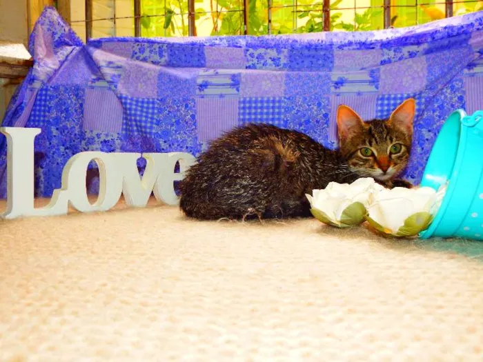 Gato ra a SRD idade 7 a 11 meses nome Jasmim