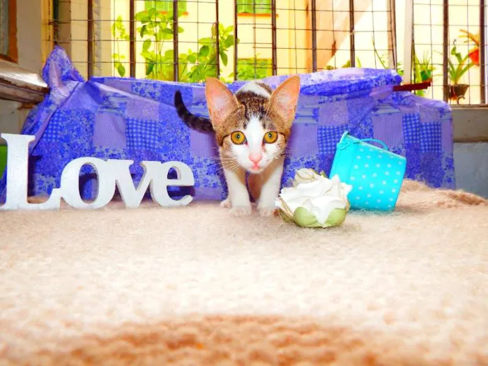 Gato ra a SRD idade 7 a 11 meses nome Belinha