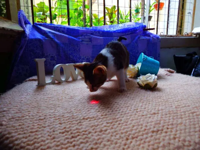 Gato ra a SRD idade 7 a 11 meses nome Belinha