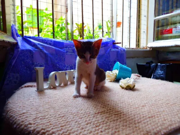 Gato ra a SRD idade 7 a 11 meses nome Belinha