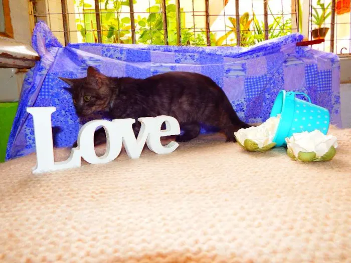 Gato ra a SRD idade 1 ano nome Alfajor