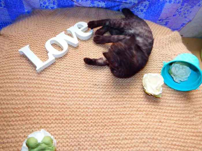 Gato ra a SRD idade 1 ano nome Alfajor