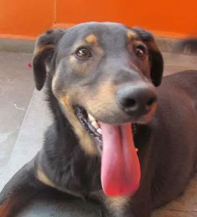 Cachorro ra a SRD idade 2 anos nome Greg