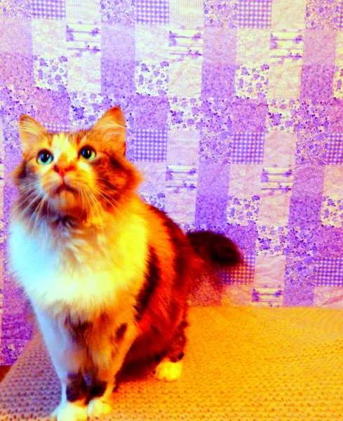 Gato ra a Maine Coon misturado com SRD idade 2 anos nome Sophie