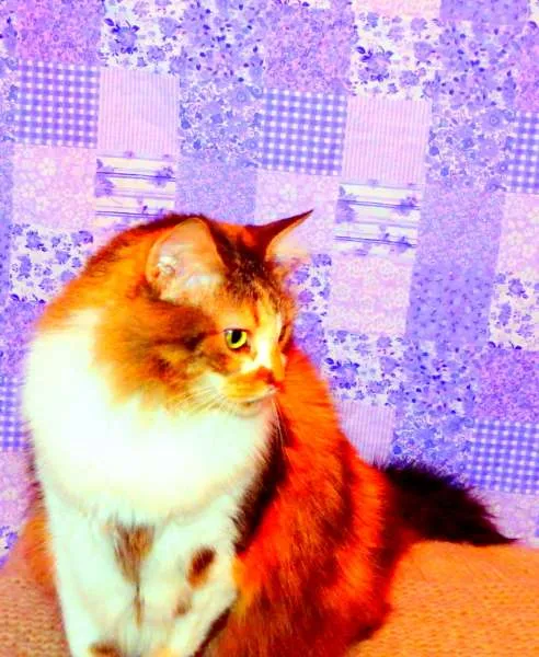 Gato ra a Maine Coon misturado com SRD idade 2 anos nome Sophie