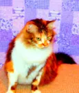 Sophie