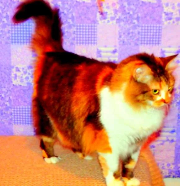 Gato ra a Maine Coon misturado com SRD idade 2 anos nome Sophie