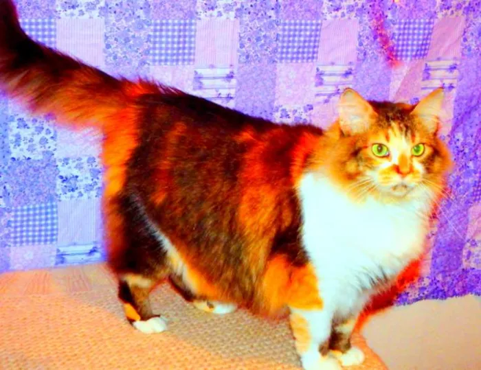 Gato ra a Maine Coon misturado com SRD idade 2 anos nome Sophie