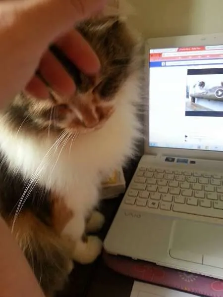 Gato ra a Maine Coon misturado com SRD idade 2 anos nome Sophie